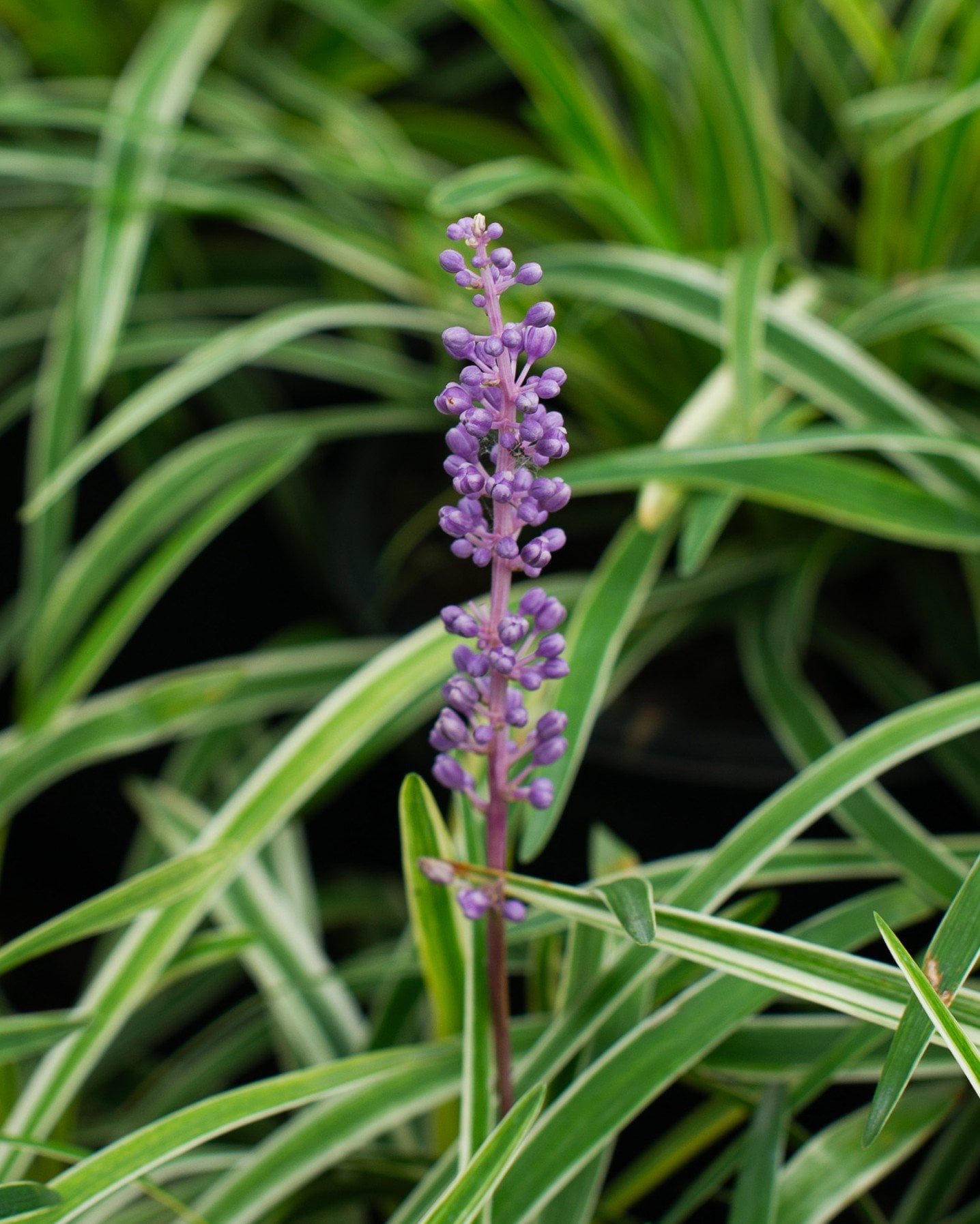 Mondo | Order Online | Treeland Nursery