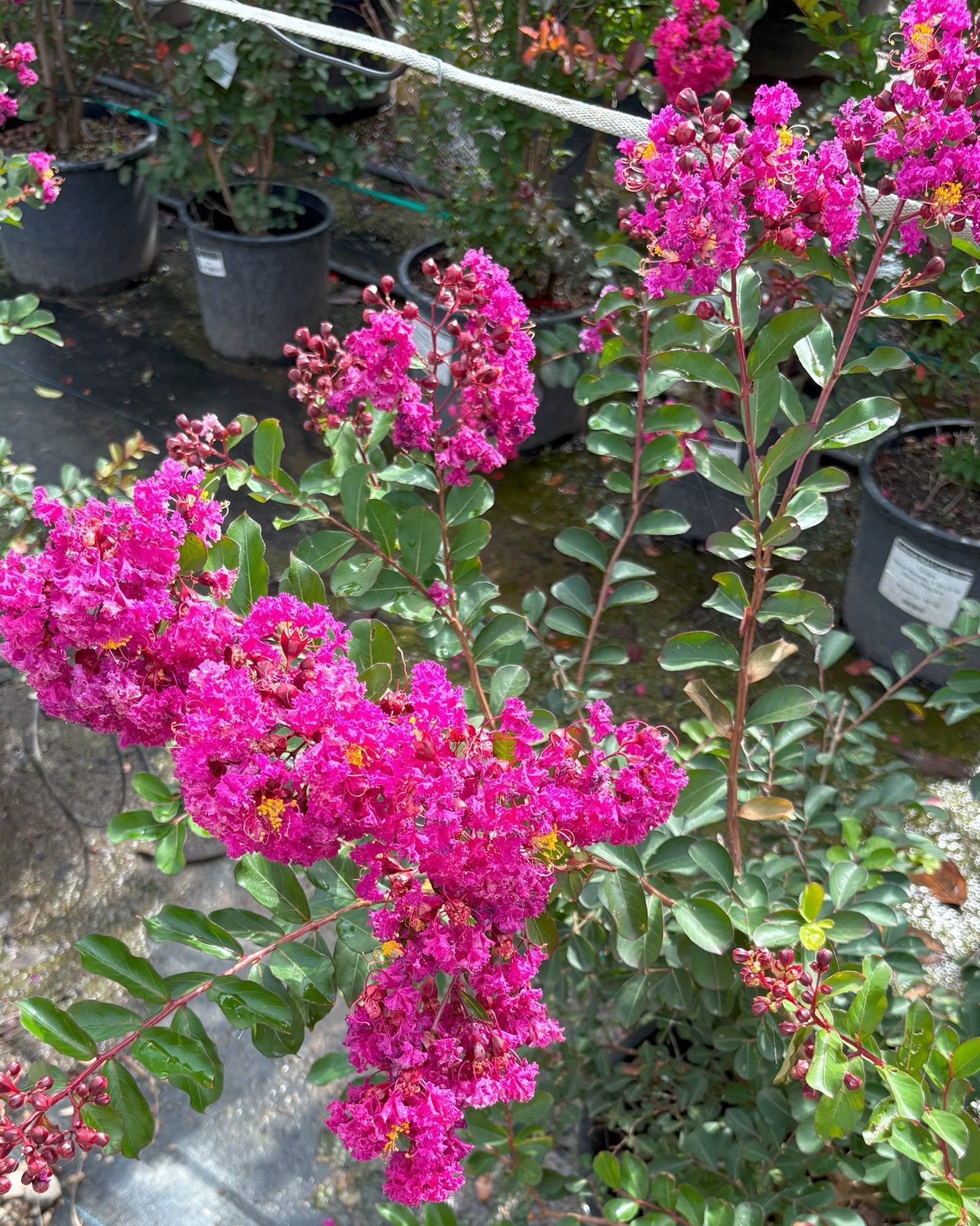 Velma's Royal Delight Crape Myrtle | Order Online | Treeland Nursery