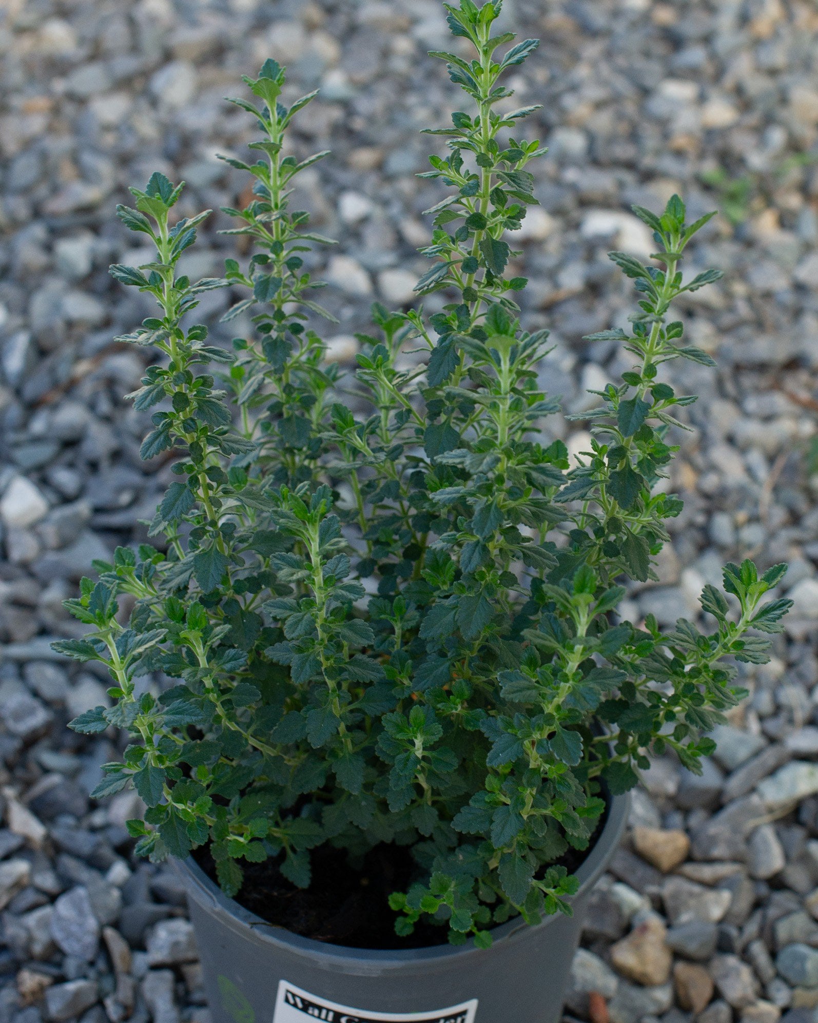 Island Jekyll Daylily | Order Online | Treeland Nursery